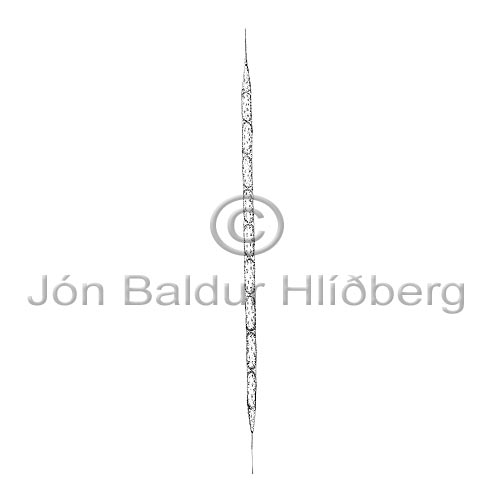 Bacillariophyceae sp. - Rhizosolenia hebetata f semispina - Algae - Bacillariophyceae