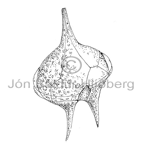 Dinophyceae sp. - Protoperidinium depressum - Algae - Dinophyceae