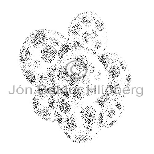 Haptophyceae sp. - Phaeocystis pouchettii - Algae - Haptophyceae