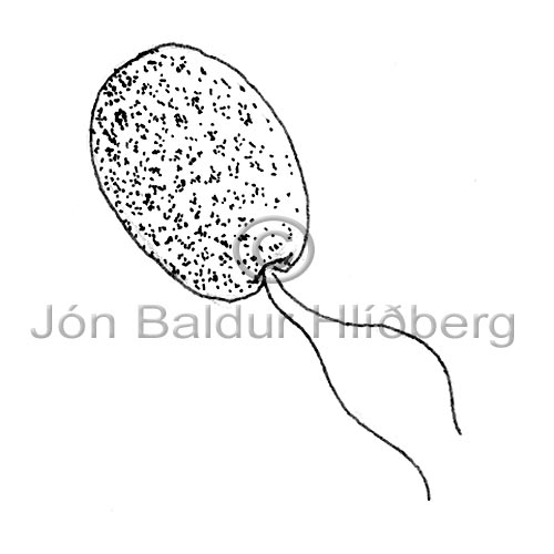 Dinophyceae sp. - Exuviaella marina - Algae - Dinophyceae