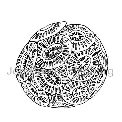 Kalksvifrungur - Emiliania huxleyi - thorungar - Kalksvifrungar