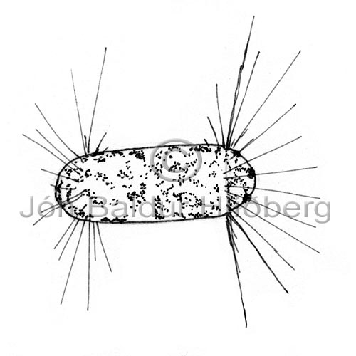Bacillariophyceae sp. - Corethron hystrix - Algae - Bacillariophyceae