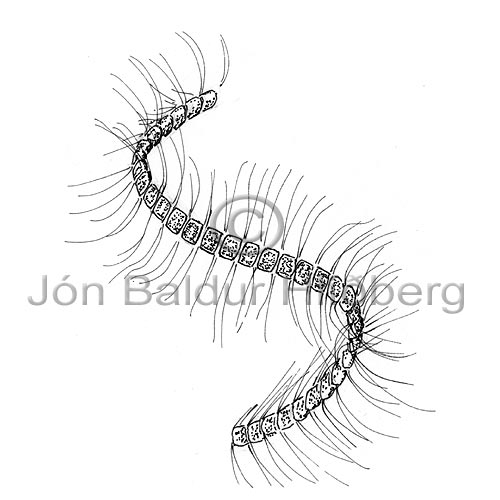 Bacillariophyceae sp. - Chaetoceros debilis - Algae - Bacillariophyceae