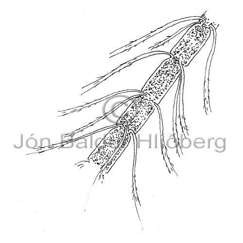 Bacillariophyceae sp. - Chaetoceros concavicornis - Algae - Bacillariophyceae