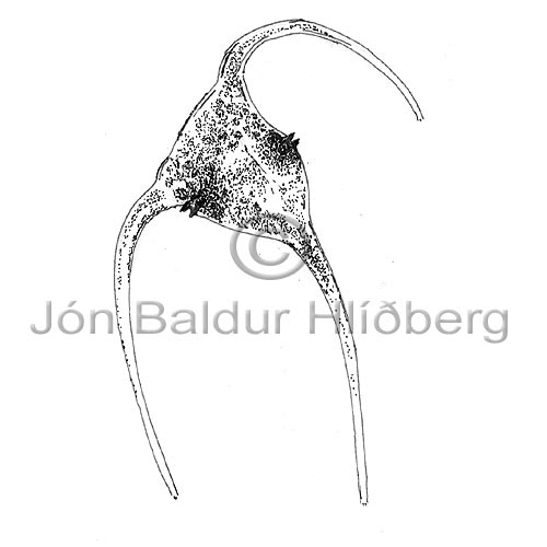 Dinophyceae sp. - Ceratium longipes - Algae - Dinophyceae