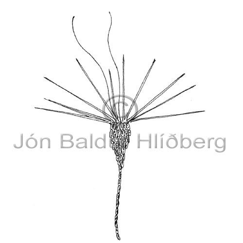 Haptophyceae sp. - Calsiopappus caudatus - Algae - Haptophyceae