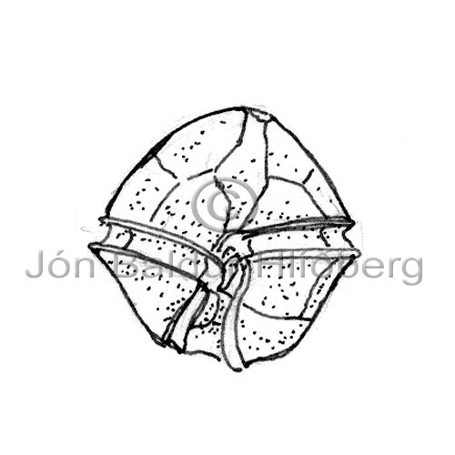 Dinophyceae sp. - Alexandrius tamarense - Algae - Dinophyceae