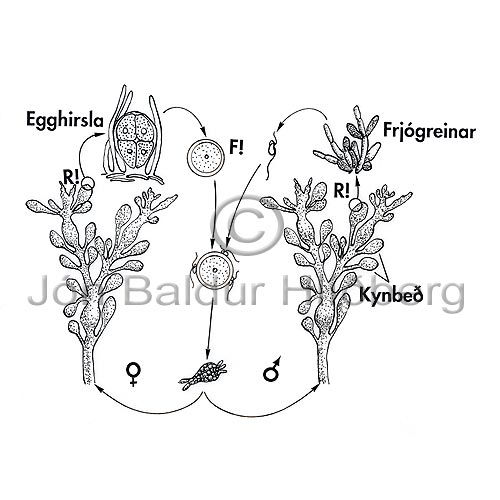 Knotted Wrack - Ascophyllum nodosum - Algae - Phaeophyceae