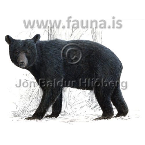 American Black bear - Ursus americanus - Velji category - ursidae