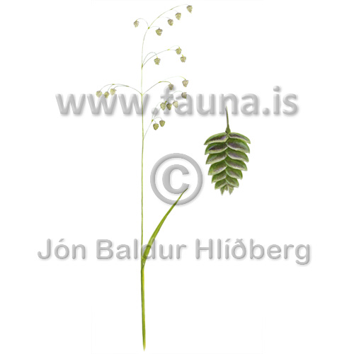 Quaking-grass - Briza media - otherplants - Poaceae