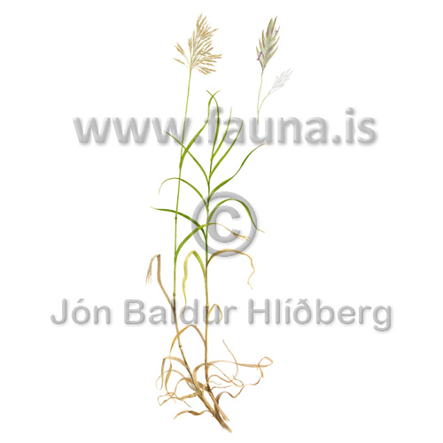 Arctic brome, - Bromus inermis - otherplants - Poaceae