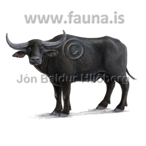 Water buffalo. - Bubalus bubalis - Velji category - Artiodactyla