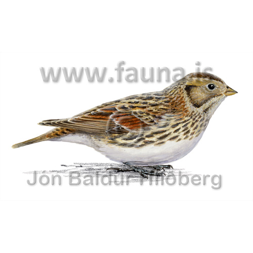 Lapland longspur, female - Calcarius lapponicus - Passerines - Emberizidae