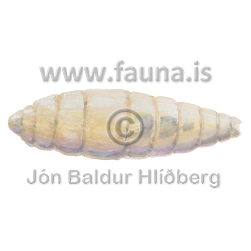 Hsflugulirfa, Va - Calliphoridae - skordyr - Skordr