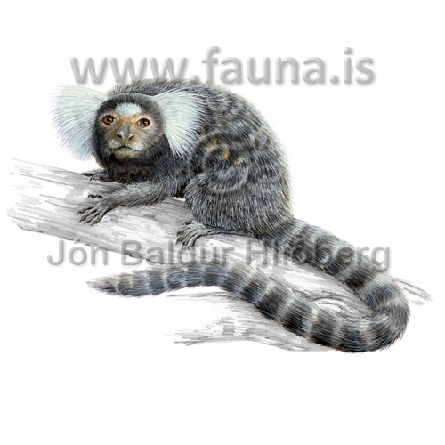 Common marmoset - Callithrix jacchus - primates - primates
