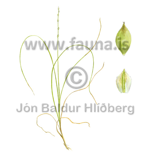 Brownish Sedge - Carex brunnescens - Monocotyledones - Cyperaceae