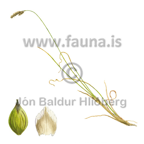 Weak-cluster sedge - Carex glareosa - Monocotyledones - Cyperaceae