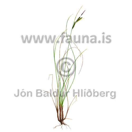  Mrastr - Carex nigra - Velji yfirflokk - Starartt