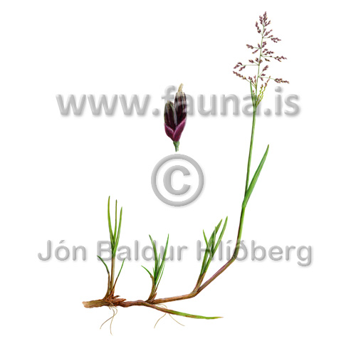 Whorl or brook grass  - Catabrosa aquatica - Monocotyledones - Poaceae