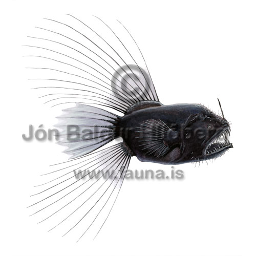 fanfin angler - Caulophryne jordani - anglerfishes - Lophiiformes