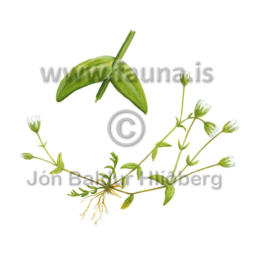 Lkjarfrhyrna - Cerastium cerastoides - Velji yfirflokk - Velji undirflokk
