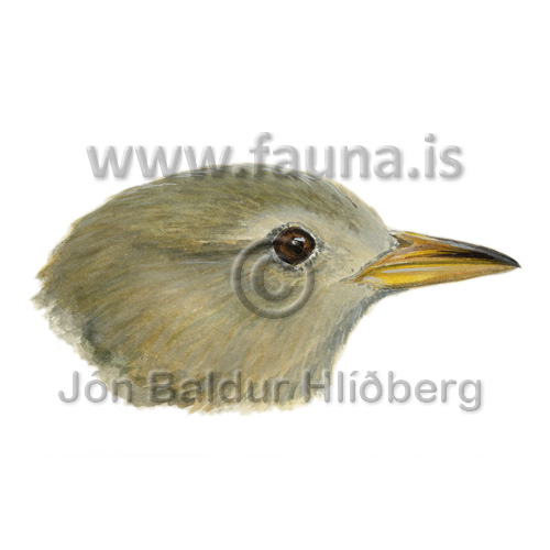 Ein af finkum Darwins - Cerathidea olivacea - sporfuglar - Veljið undirflokk