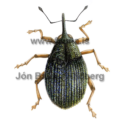 weevil - Ceutorhynchus insularis - Insects - Insecta