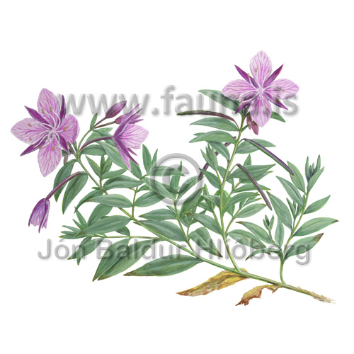 Eyrarós - Chamerion latifolium - tvikimblodungar - Eyrarósaætt