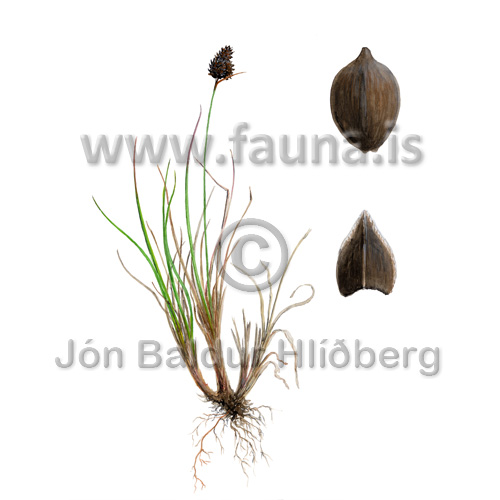 Fjallastör - Carex norvegica - Veljið yfirflokk - Stararætt