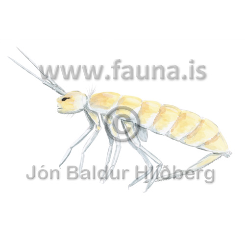 Stkkmor - Collembola sp. - adrirhryggleysingjar - Velji undirflokk