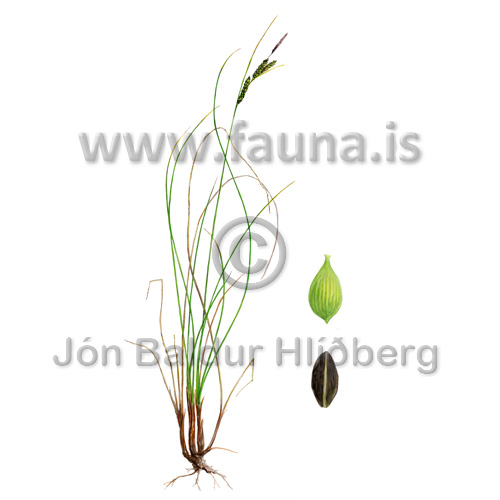 Mýrastör - Carex nigra - annargrodur - Stararætt