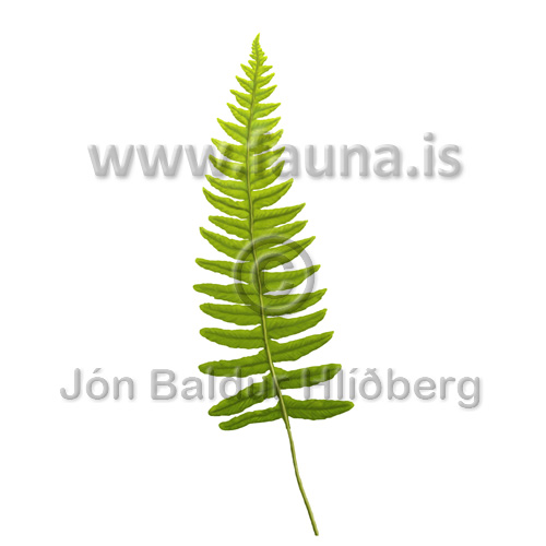 Köldugras - Polypodium vulgare - annargrodur - Burknar