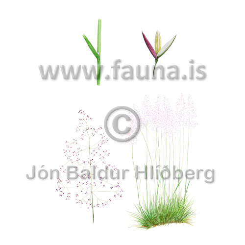 Hálíngresi - Agrostis capillaris - Veljið yfirflokk - Grasaætt