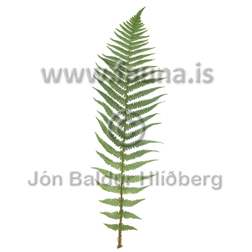 Striburkni - Dryopteris filix-mas - annargrodur - Burknar