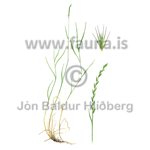 Hsapuntur - Elymus repens / Elytrigia repens - Velji yfirflokk - Grasatt