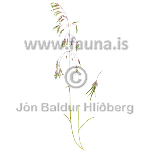 A species of Hair-grass or Tussock-grass - Deschampsia alpina - Monocotyledones - Poaceae