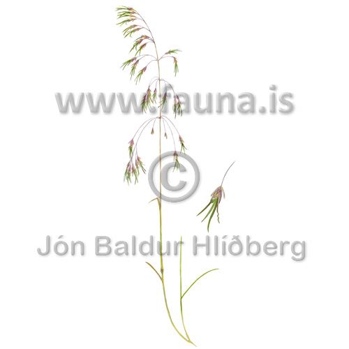 Fjallapuntur - Deschampsia alpina - Velji yfirflokk - Grasatt