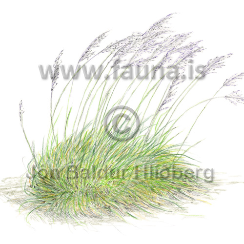 Tufted hair-grass, Tussock grass - Deschampsia cespitosa - Monocotyledones - Poaceae