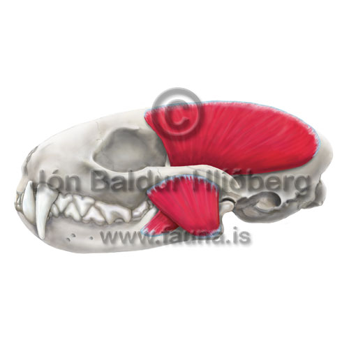 Mink masseter -   - educational - Velji subcategory