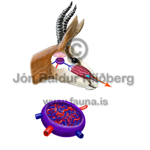 brain cooling in antilope -   - educational - Velji subcategory