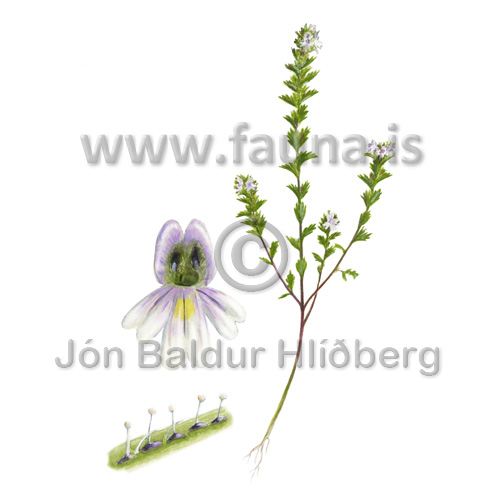 Kirtilaugnfr - Euphrasia stricta - Velji yfirflokk - Velji undirflokk