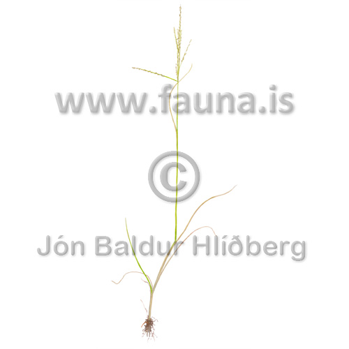 European_alkali_grass - Puccinellia distans borealis - Monocotyledones - Poaceae