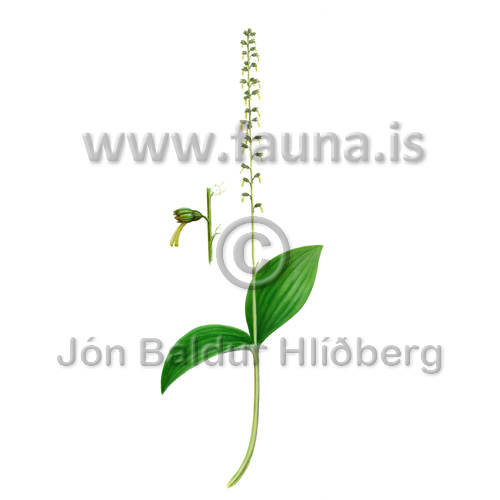 European_common_twayblade - Listera ovata - Monocotyledones - Orchidaceae