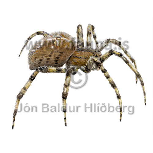  European garden spider -  Araneus diadematus - spiders - araneidae