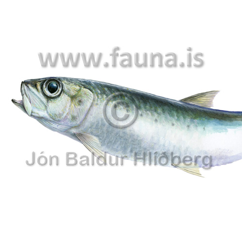 European Sardine, Pilchard - Sardina_pilchardus - sildfiskar - Síldfiskar