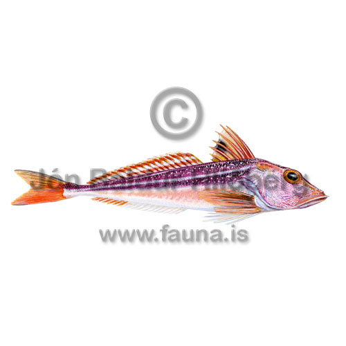 Urrari - Chelidonichthys gurnardus - brynvangar - Brynvangar