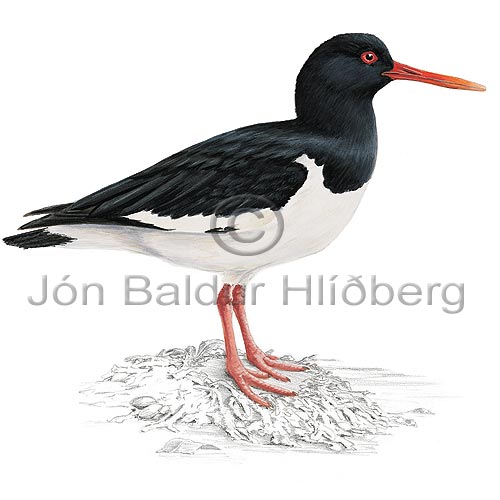 Tjaldur - Haematopus ostralegus - vadfuglar - Tjaldatt