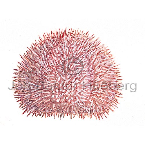 Edible Sea Urchin - Echinus esculentus - otherinverebrates - Echinodermata