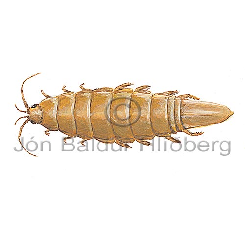 Isopod sp. - Idotea granulosa - Crustaceans - Crustacea