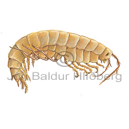 Amphipod sp. - Gammarus sp - Crustaceans - Crustacea